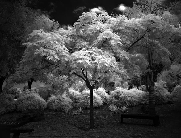 Angel-Tree